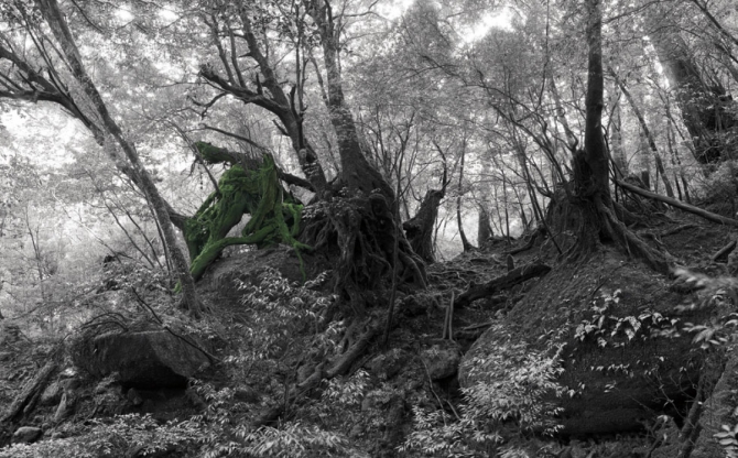 Cedric Bregnard, artiste photographe|Cedar Soul I (Japan) 2010, 100 x 140 cm