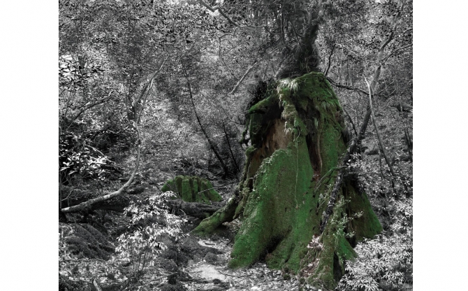 Cedric Bregnard, artiste photographe|Cedar Soul III (Japan) 2010, 100 x 125 cm